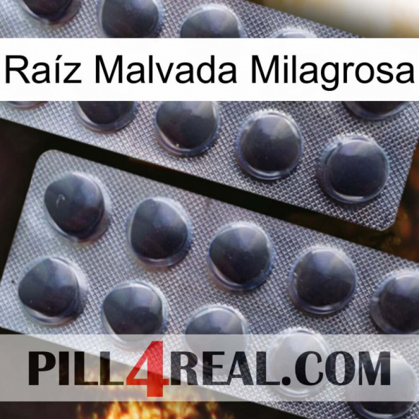 Raíz Malvada Milagrosa 31.jpg